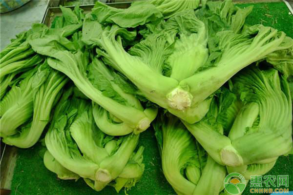 农村野菜芥菜竟有这么多功效？它该怎么种植呢？