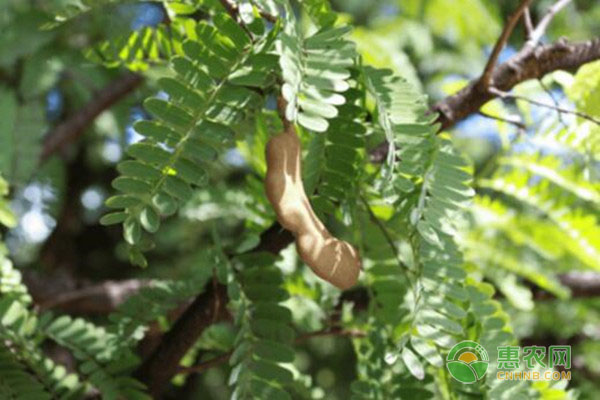 酸角种子也能种植成盆栽，种植方法原来很简单！