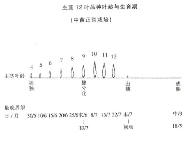 如何预防水稻倒伏：合理密植