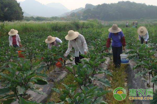 茄子苗高矮不齐的原因及防治措施