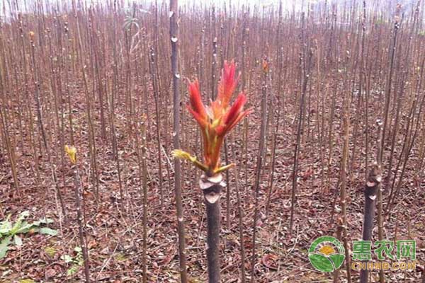 香椿树椿芽产量提高技巧之矮化种植