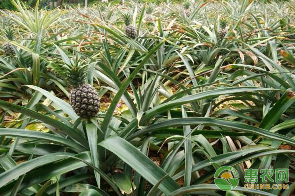 盆栽菠萝种植方法及注意要点