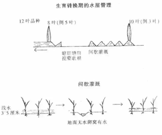 如何预防水稻倒伏：加强水层管理