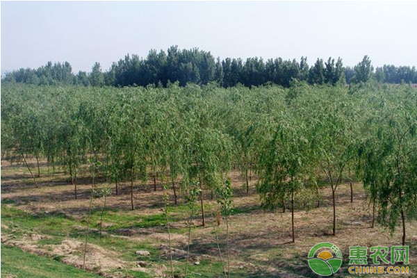 绿化苗木的培育方法及栽植管理技术