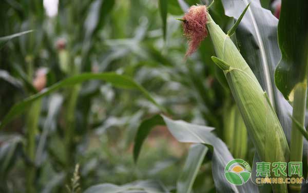 玉米田怎么除草？玉米田化学除草技术