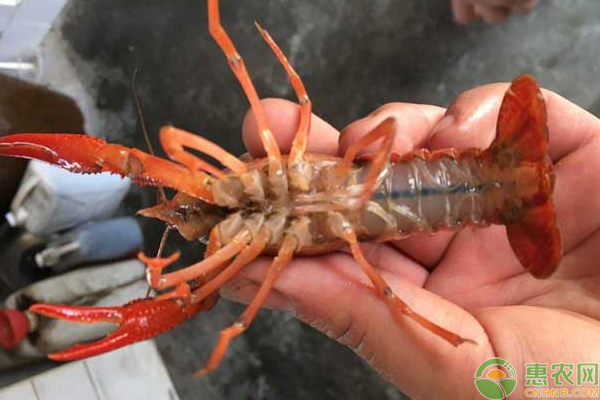 澳洲淡水龙虾生态养殖技巧