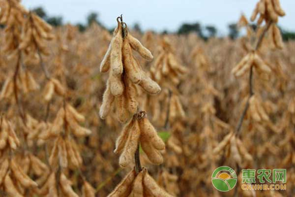 大豆品种怎么选择？大豆种植及管理技术