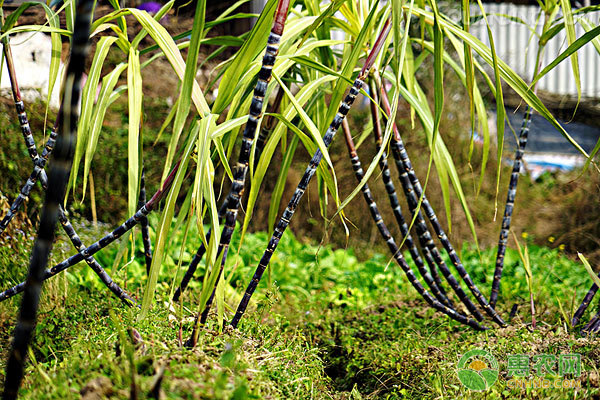 种植甘蔗田间管理五要点，种植户要牢记！