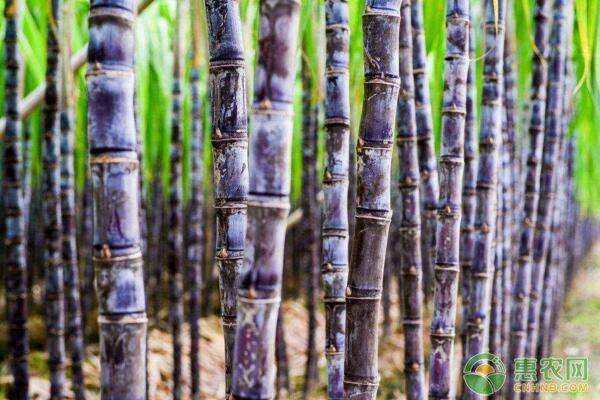 种植甘蔗田间管理五要点，种植户要牢记！