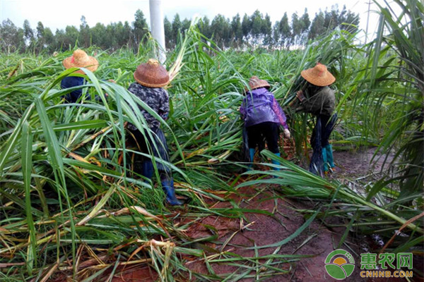 种植甘蔗田间管理五要点，种植户要牢记！