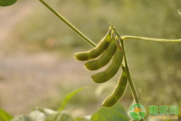 大豆有荚无实的原因及预防措施