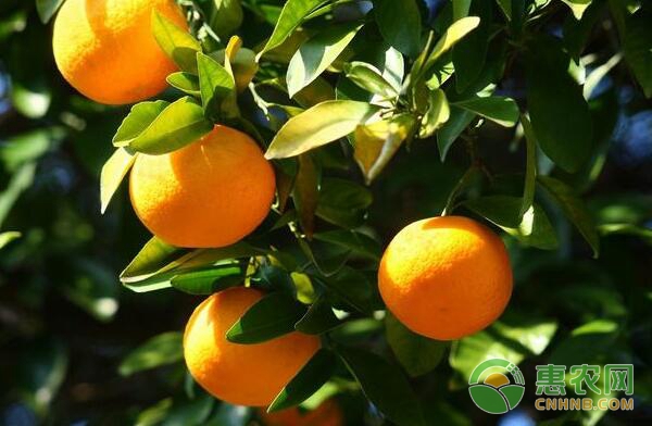 柑橘粉虱防治措施