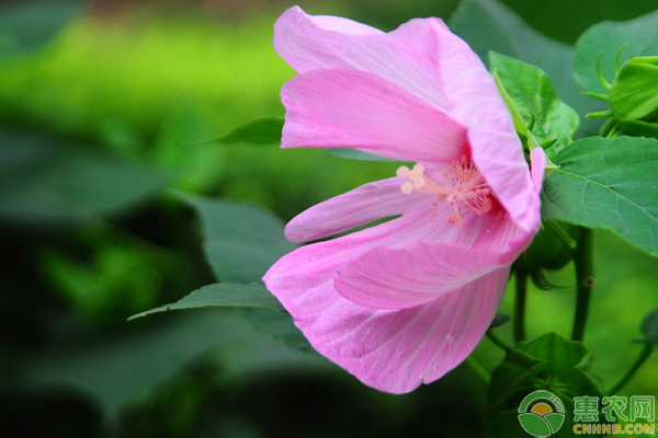 芙蓉葵怎么栽培？芙蓉葵栽培养护要点