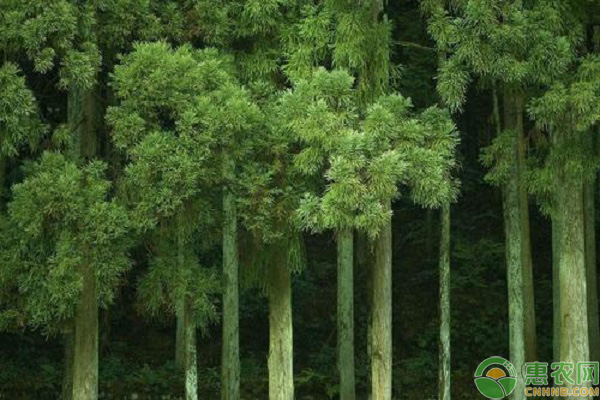 杉木种植误区