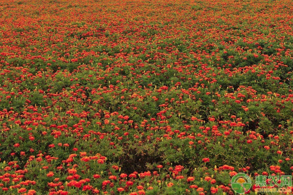 草本花卉花海露地栽培技术