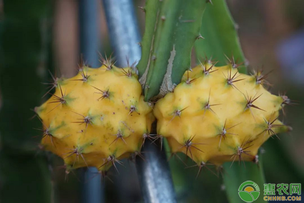 黄皮火龙果种植方法和要点