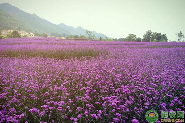 草本花卉花海露地栽培技术