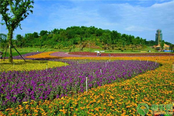 草本花卉花海露地栽培技术