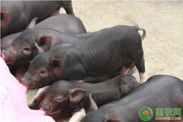 猪高热病的发病特点及预防措施