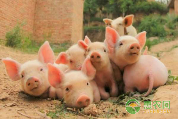养猪干货分享：如何降低养猪成本?