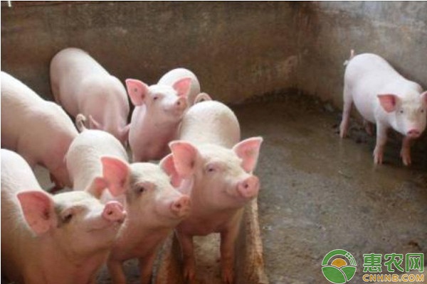 猪高热病的发病特点及预防措施
